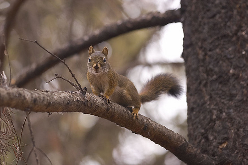 Écureuil