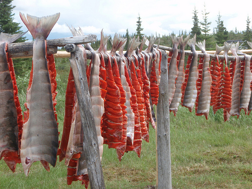 Séchage des saumons