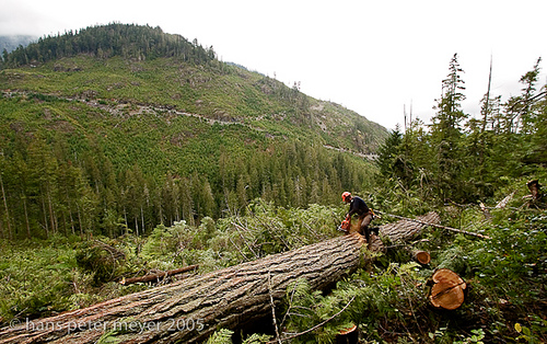 Bûcheron et coupe à blanc